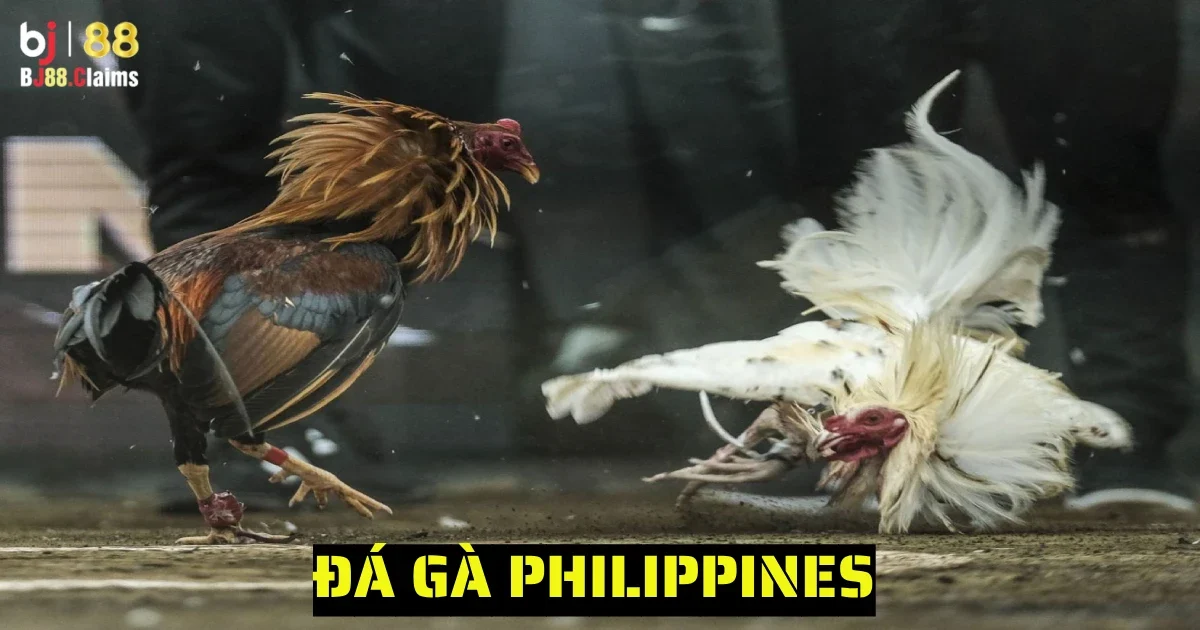 Đá Gà Philippines Trên BJ88 Có Gì Nổi Bật? Khám Phá Chi Tiết 1 da ga philippines 6