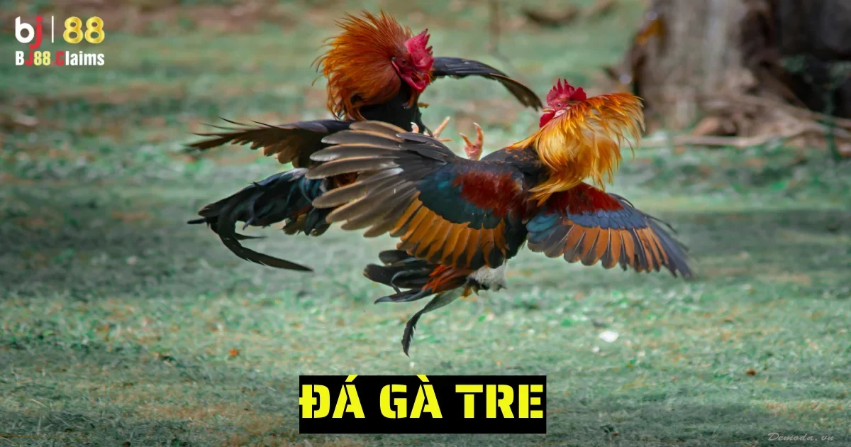 Đá Gà Tre Trên BJ88 Có Gì Đặc Biệt? Cùng Giải Đáp Chi Tiết 1 da ga tre 6